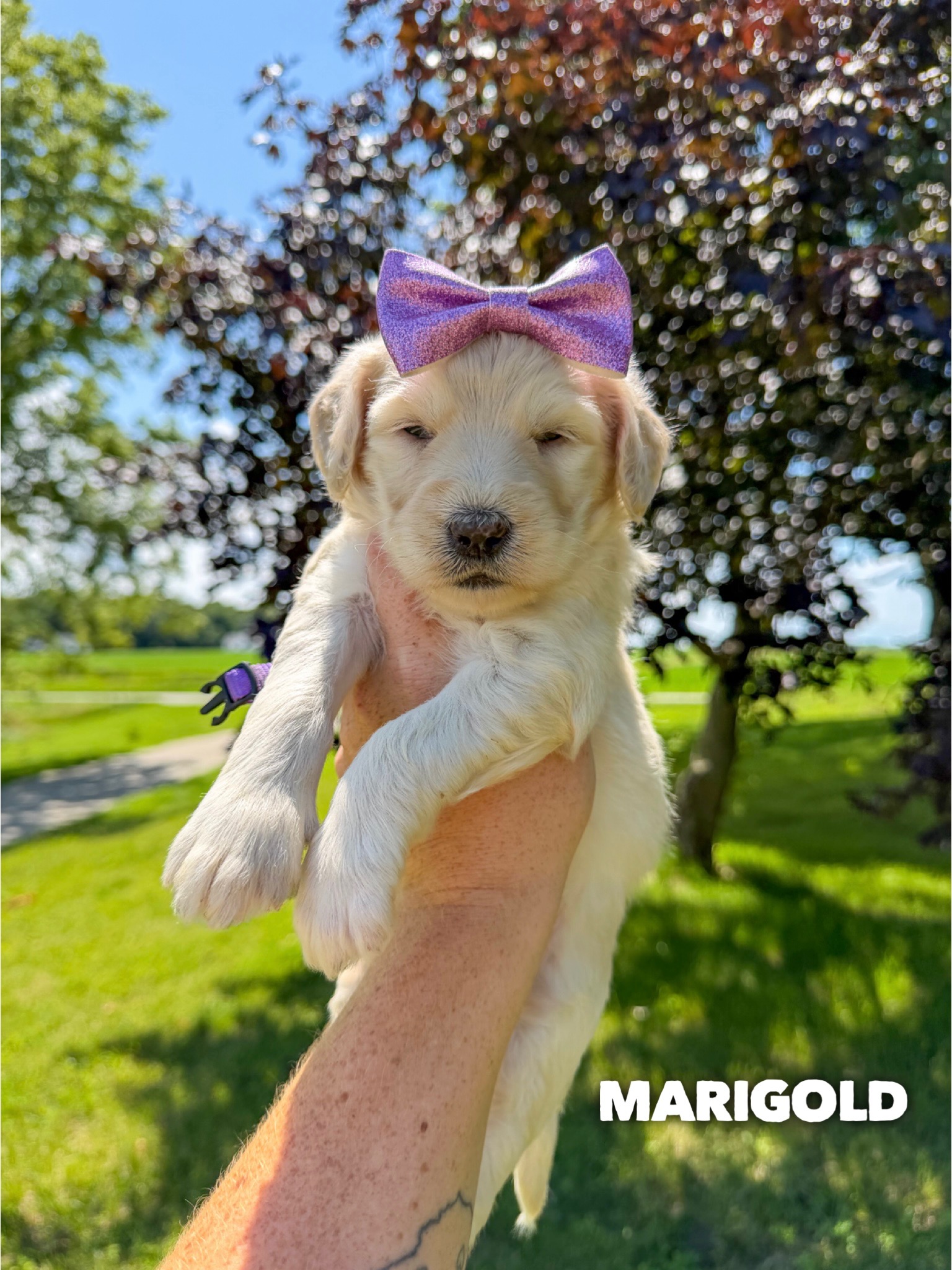 Marigold 1